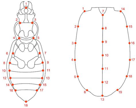 Insects Free Full Text Measuring The Inter And Intraspecific Sexual Shape Dimorphism And