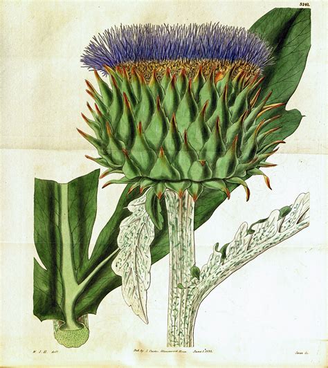 Artischocken Cynara Cardunculus Antique Botanical Print Botanical