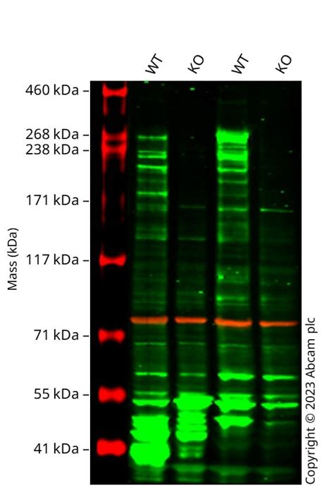 Human NF1 Knockout MCF7 Cell Line Ab286416 Abcam