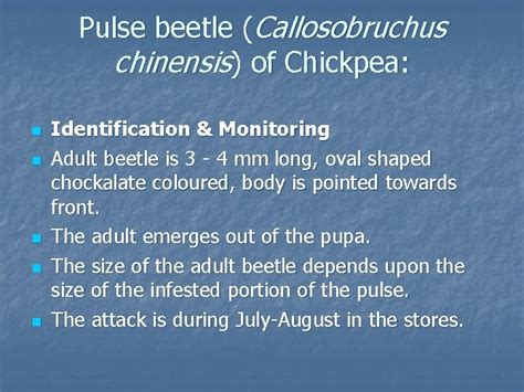 Pulse beetle Callosobruchus chinensis of Chickpea Pulse beetle