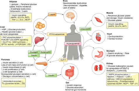 Liver Glucose Homeostasis