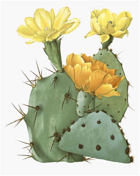 Drawn Cactus Prickly Pear Cactus Pencil And Color - Prickly Pear Cactus ...