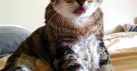 The Hurr Durr Look At Me I Sit Like Human Blep Album On Imgur