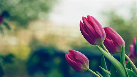 tulips flower  wallpapers wallpaper cave