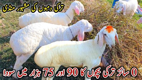 0 Size Turkey Dumbo Ka Soda Ho Gaya Gali Jageer Mandi Update October