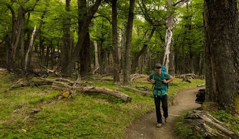 Qu Son Y D Nde Encontrar Ba Os De Bosque En Argentina