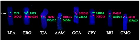 Genes Free Full Text X Chromosome Evolution In Cetartiodactyla