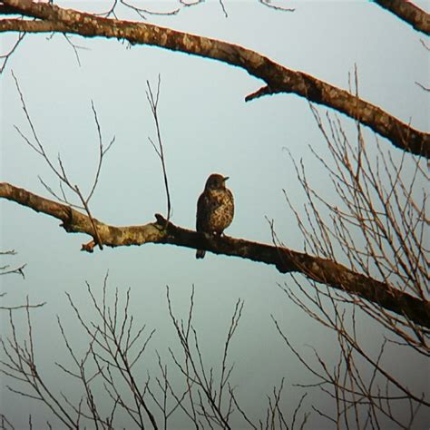 Photo Mistle Thrush Turdus Viscivorus