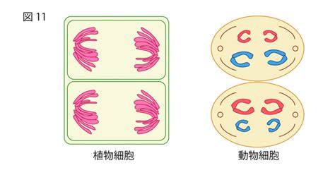 減数分裂をわかりやすく図で解説！体細胞分裂と減数分裂の違いも！｜高校生向け受験応援メディア「受験のミカタ」