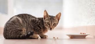 Kitten Food Guide: Tips for Choosing the Best Food for Your Feline - AnimalWorldPedia