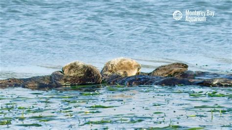 12 Relaxing Hours of Sleeping Sea Otters Bobbing In the Monterey Bay With Ambient Ocean Sounds