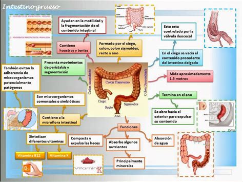 Blog De Fisiología Básica De Rogelio Eduardo Enriquez Lopez Intestino