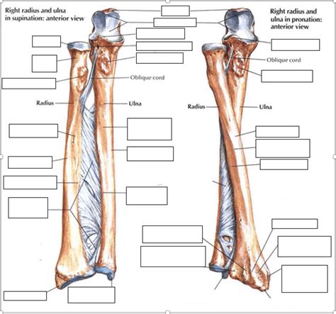 Bony Landmarks On Radius And Ulna Diagram Quizlet