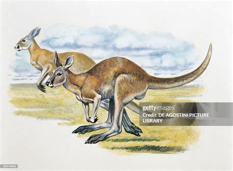 Two Red Kangaroos Hopping News Photo Getty Images