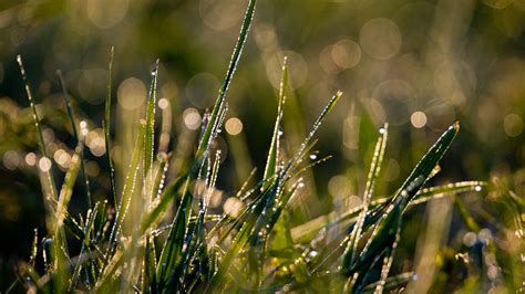 Rasen M Hen Im Herbst Wann Ist Der Richtige Zeitpunkt F Rs Letzte Mal