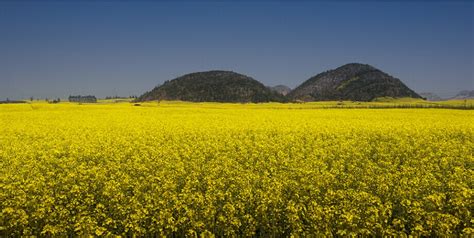 Qujing Luoping Rapeseed Flowers Travel Qujing Luoping Rapeseed Flowers