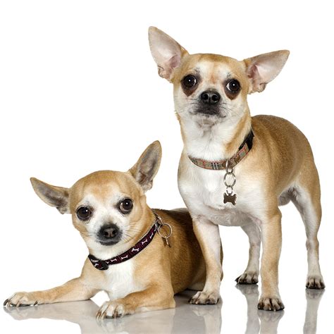 Chihuahua Dog Breed - Dog Breeders Guide