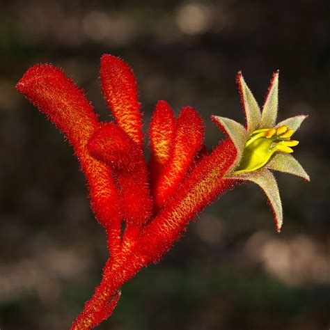 Kangaroo Paws Relatives Australian Native Plants Society Australia