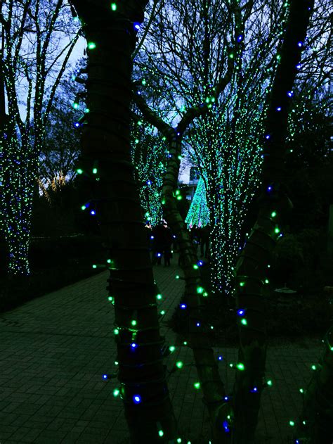 Holiday lights Atlanta Botanical Gardens | Atlanta botanical garden ...