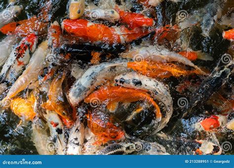 Peixe Koi Ou Peixe Carpa Nadando Na Lagoa Imagem De Stock Imagem De