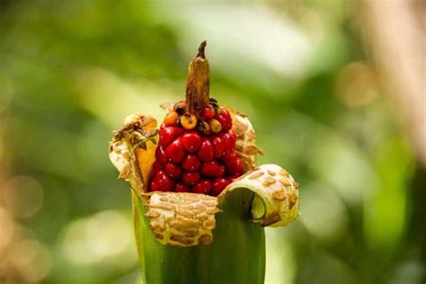 Cuidados de la alocasia una belleza verde para tu jardín Guía de Jardín