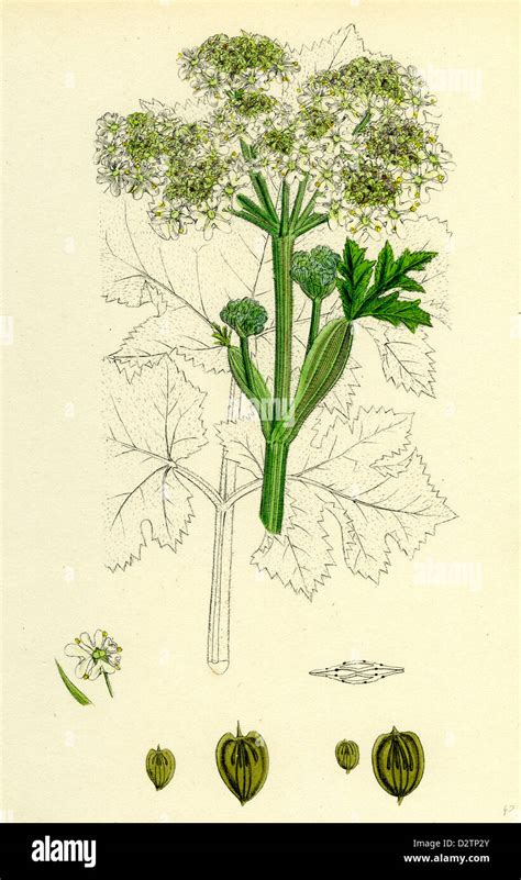 Botanische Illustration Von Heracleum Sphondylium Stockfotos Und