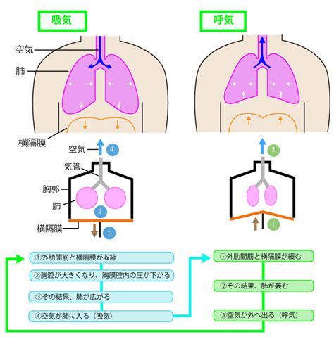 横隔膜とは？「作用」や「食道裂孔ヘルニア」も含めて解説するよ