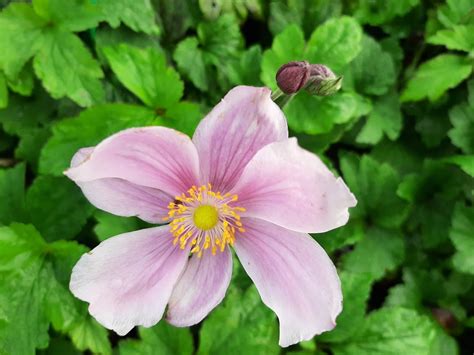 Anemone Hybride Lorelei Kwekerij De Boever