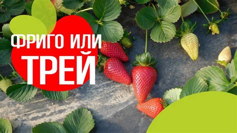 Рассада фриго или трей? В чем разница. - YouTube