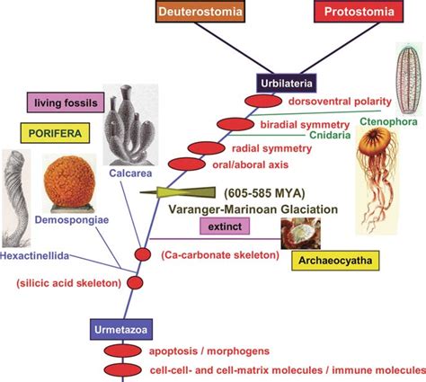 2 Phylogenetic Position Of The Porifera Within The Metazoan Kingdom