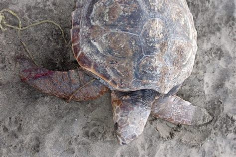 Tartaruga Marina Impigliata In Reti Da Pesca Salvata Sulla Spiaggia Di