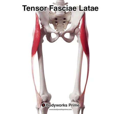 Tensor Fasciae Latae (TFL) Muscle Anatomy - Bodyworks Prime