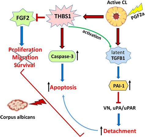 Illustrative Summary Of Thrombospondin Thbs Actions In Luteolysis