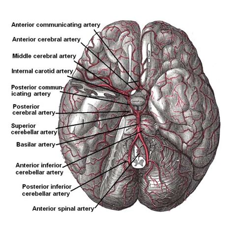 Anatomía Básica Del Cerebro Partes Y Funcionamiento The Brain Blog