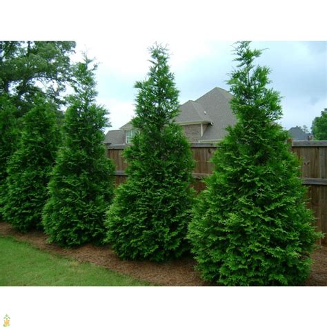 Green Giant Arborvitae 50 20 Cherry Creek Nursery