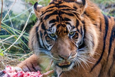 A tiger eating meat stock photo. Image of snack, mammal - 6311826