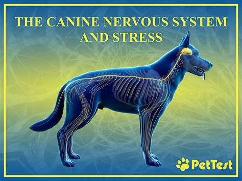 The Canine Nervous System and Stress - PetTest by Advocate