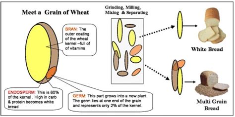 All Purpose Flour Vs Whole Wheat Flour ~ Selly S Corner