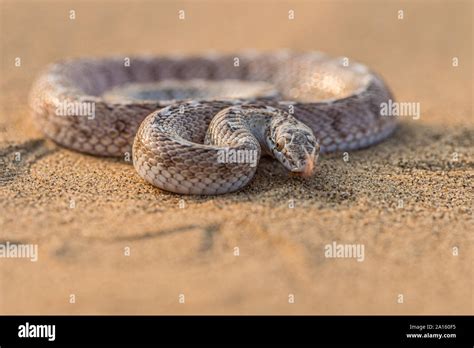 Sind Awl Headed Snake Stock Photo Alamy