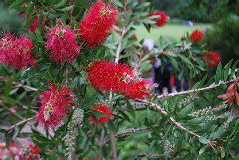 Callistemon Citrinus 'Splendens' | Emerald Plants