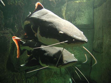 Red Tailed Carp Specklet Flickr