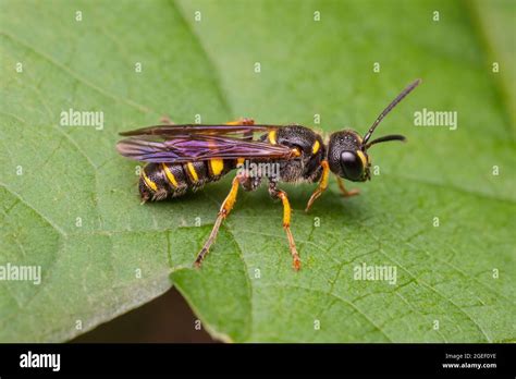 Crabronid Wasp Cerceris Sp Stock Photo Alamy