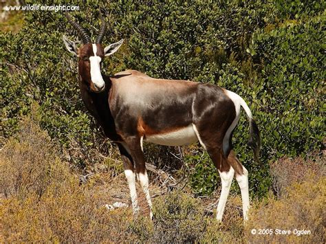 A South African wildlife holiday| Wildlife Insight