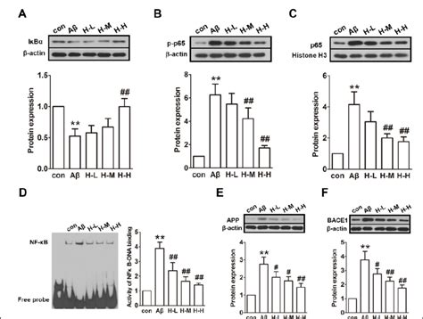 Honokiol inhibits the NF κB signaling pathway in the Aβ Download