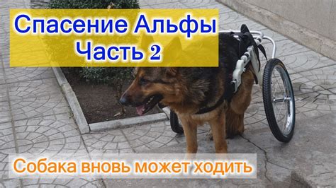 Спасение Альфы. Часть 2. Альфа вновь может ходить - YouTube
