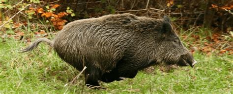 Jagdhundeausbildung Im Wildschweingatter Wir Jagen November