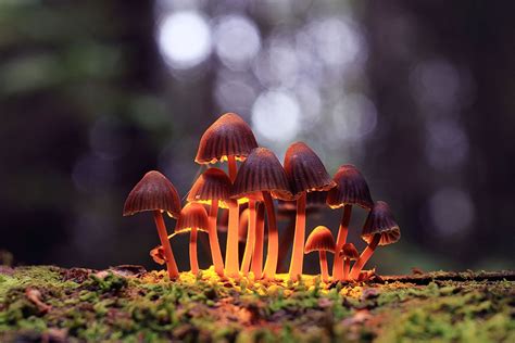 Psilocybin mushroom | Description, Species, Uses, Hallucinogen, & Facts ...