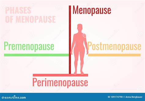 Etapas De La Menopausia Infographic Ilustración Del Vector