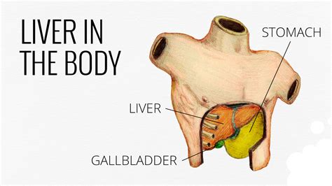 Everything You Need To Know About Liver | New Body Wellness