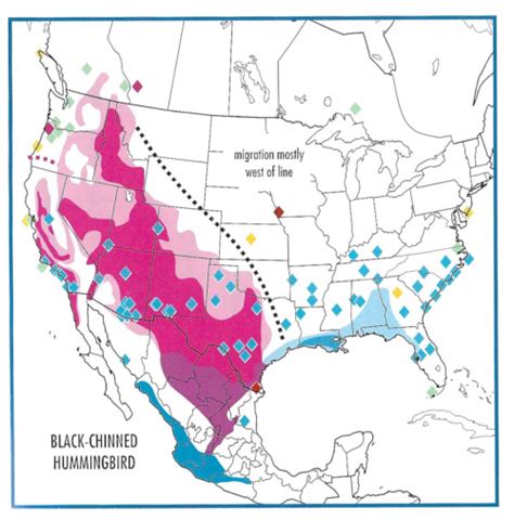 All 10 Hummingbirds In Mississippi With Pictures And Maps